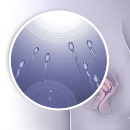sperm travel to egg image