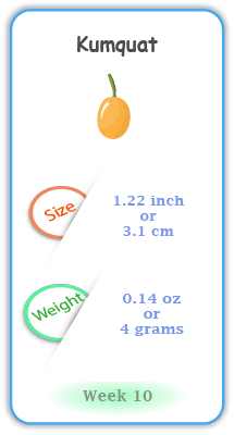 Baby Size and Weight Flashcard week 10