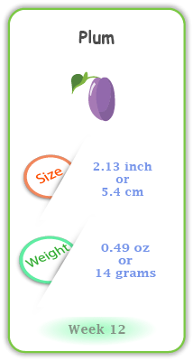 Baby Size and Weight Flashcard week 12