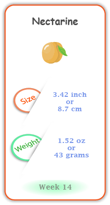 Baby Size and Weight Flashcard week 14
