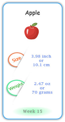 Baby Size and Weight Flashcard week 15