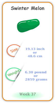 Baby Size and Weight Flashcard week 37