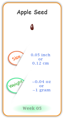 Baby Size and Weight Flashcard week 5