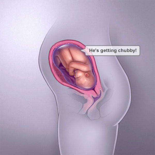 baby development inside belly