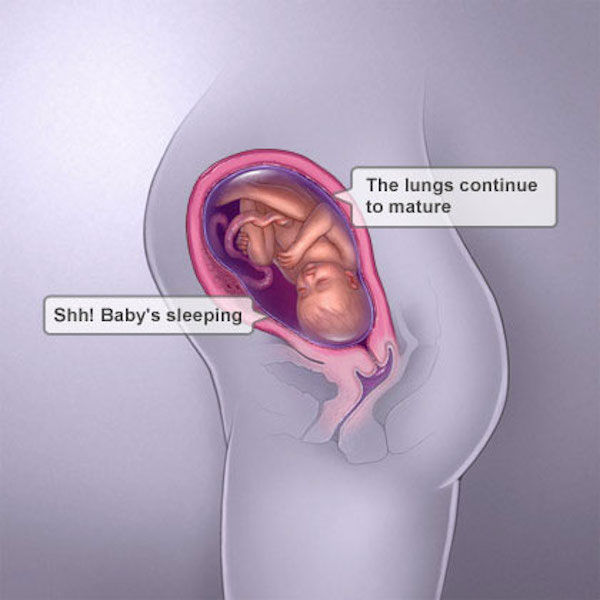 baby growth inside belly