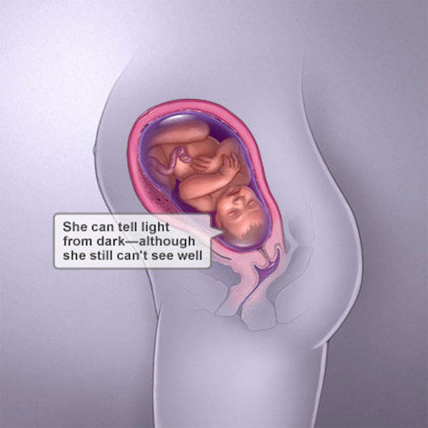 baby image inside belly on week 34