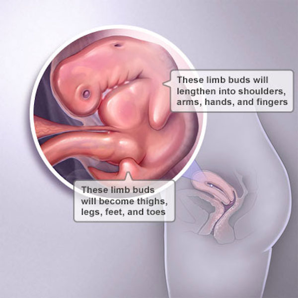5 Weeks Pregnant: Symptoms with Images | Baby Development